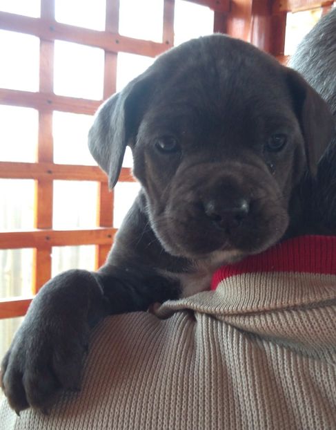  - Cane Corso Italiano METAL POWER KENNEL