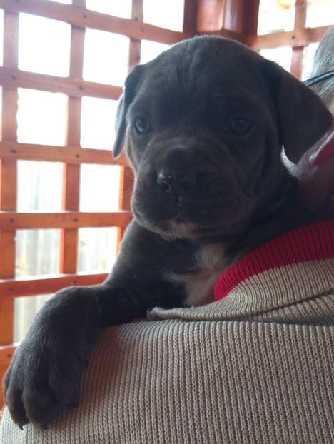  - Cane Corso Italiano METAL POWER KENNEL