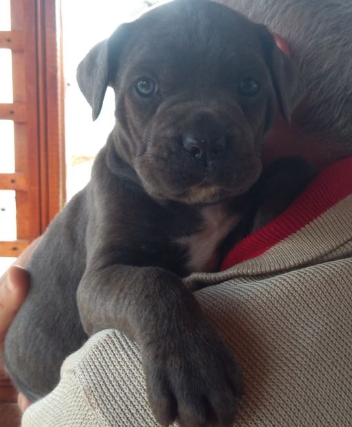  - Cane Corso Italiano METAL POWER KENNEL