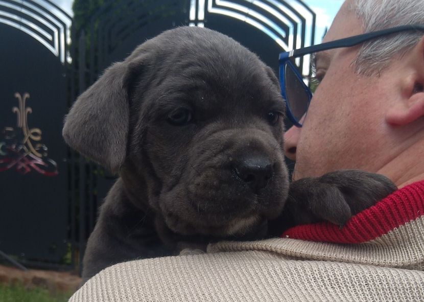  - Cane Corso Italiano METAL POWER KENNEL
