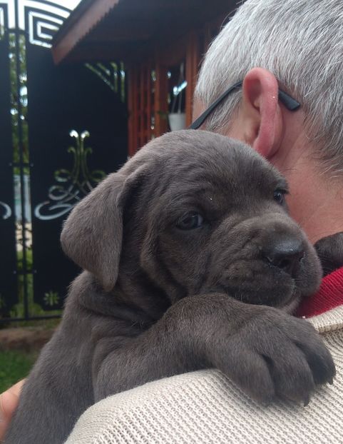  - Cane Corso Italiano METAL POWER KENNEL