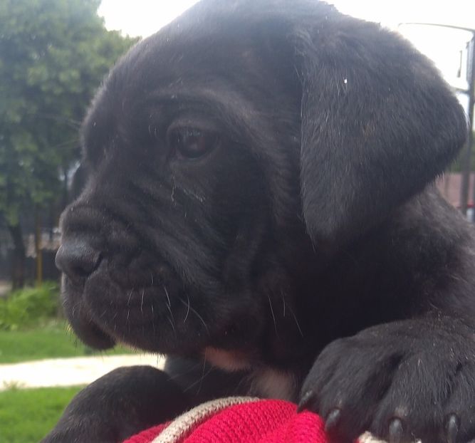  - Cane Corso Italiano METAL POWER KENNEL