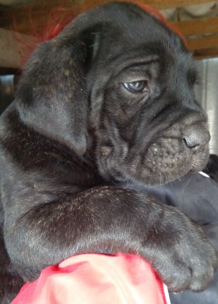  - Cane Corso Italiano METAL POWER KENNEL