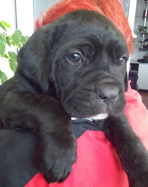  - Cane Corso Italiano METAL POWER KENNEL