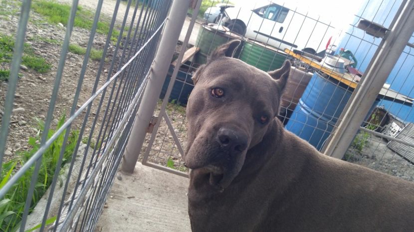  - Cane Corso Italiano METAL POWER KENNEL