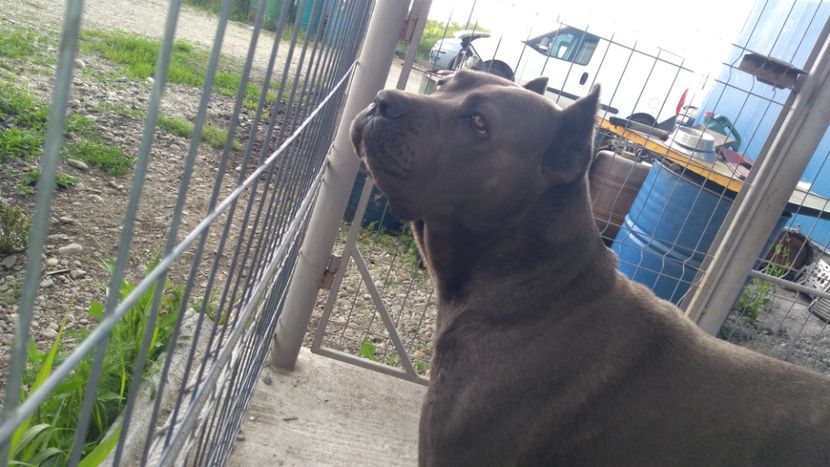  - Cane Corso Italiano METAL POWER KENNEL