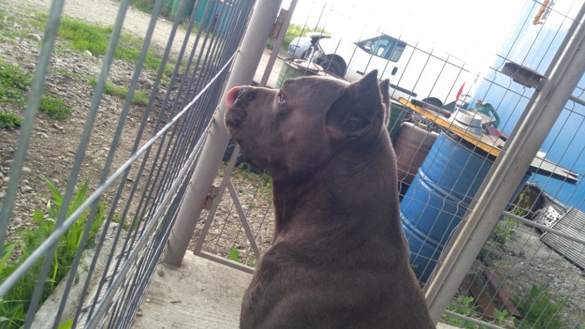  - Cane Corso Italiano METAL POWER KENNEL