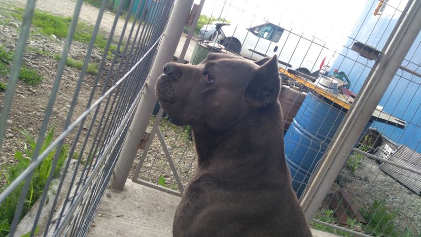  - Cane Corso Italiano METAL POWER KENNEL
