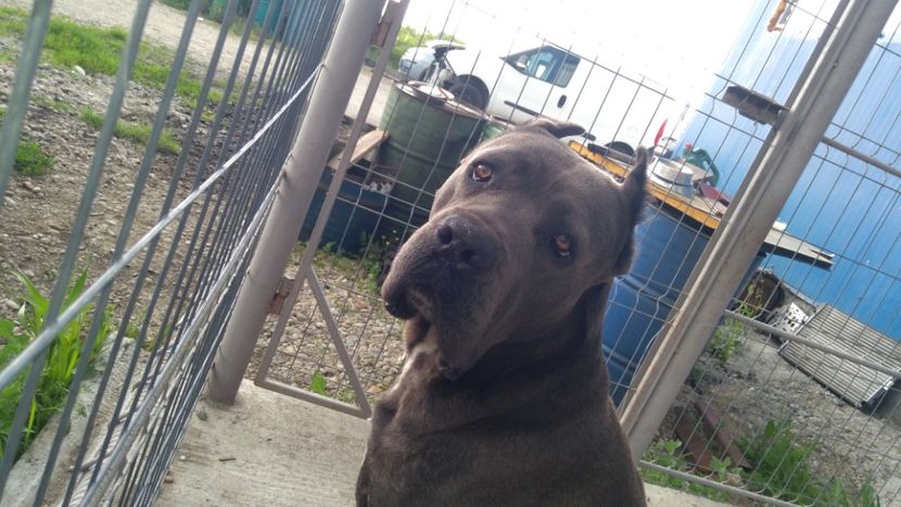  - Cane Corso Italiano METAL POWER KENNEL