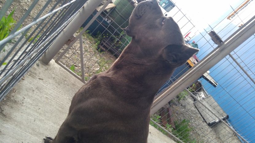  - Cane Corso Italiano METAL POWER KENNEL