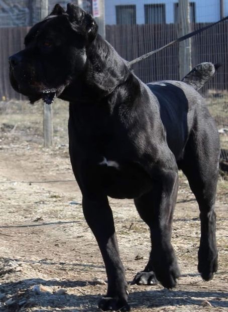 IMG-20190405-WA0004 - Cane Corso Italiano METAL POWER KENNEL
