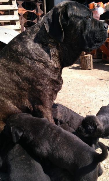 IMG-20190417-WA0003 - Cane Corso Italiano METAL POWER KENNEL