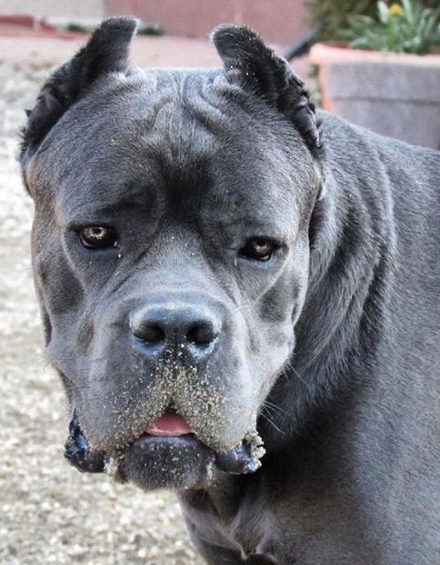  - Cane Corso Italiano METAL POWER KENNEL