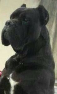  - Best Cane Corso Italiano