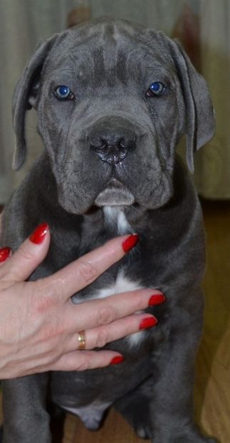 IMG-20190226-WA0007 - Best Cane Corso Italiano