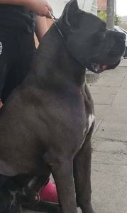 Tata - Best Cane Corso Italiano