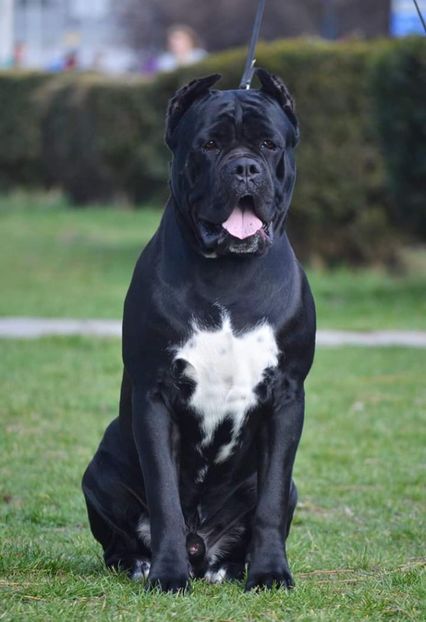 IMG-20190923-WA0015 - Best Cane Corso Italiano