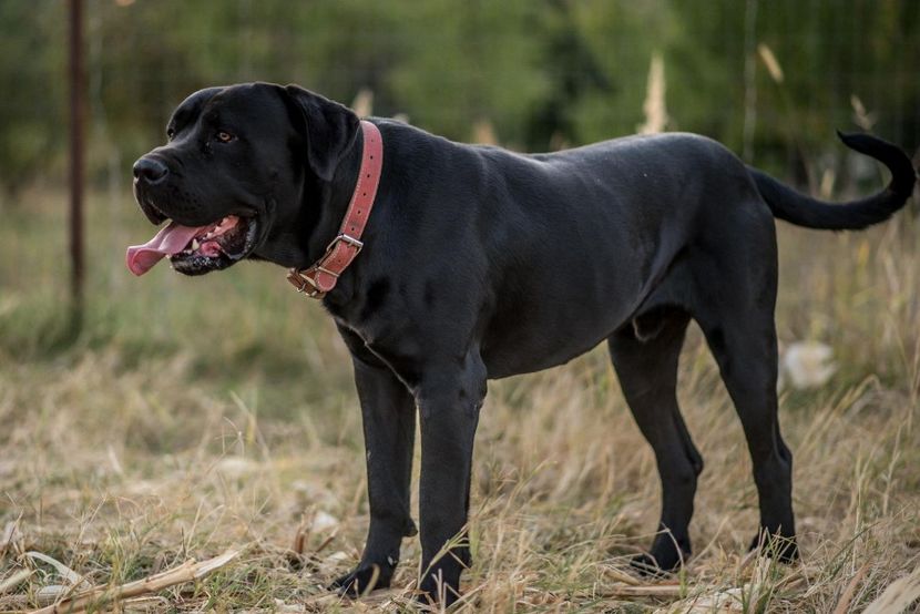 IMG-20200205-WA0001 - Best Cane Corso Italiano