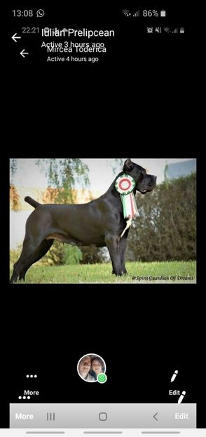 IMG-20200329-WA0012 - Best Cane Corso Italiano