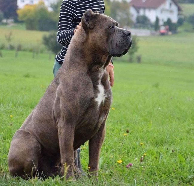  - Best Cane Corso Italiano