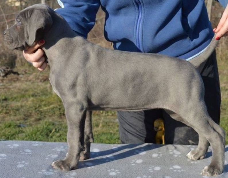 83311560_10217566264121437_8738584960597753856_o - Best Cane Corso Italiano