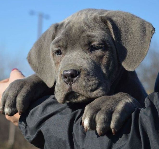 83424134_10217566271561623_4144317379607789568_o - Best Cane Corso Italiano