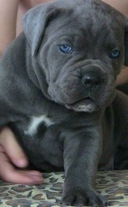 89056008_1271305276412001_1395862339680468992_o - Best Cane Corso Italiano