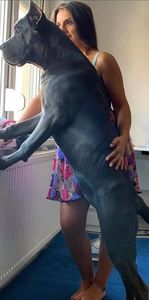  - Best Cane Corso Italiano