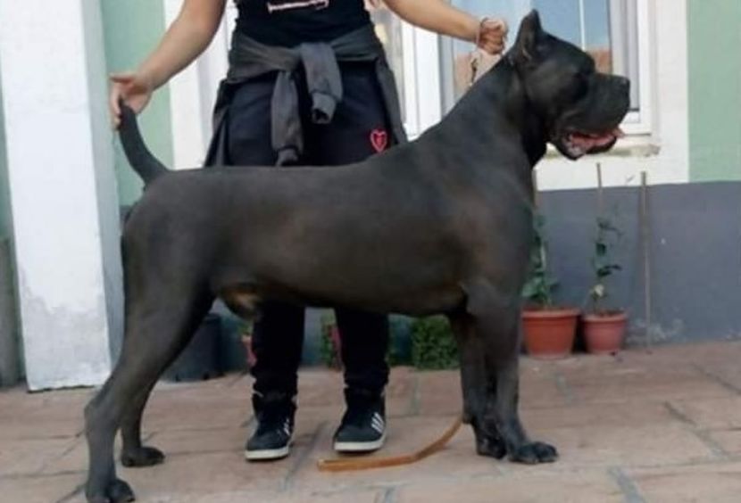 best CC - Best Cane Corso Italiano