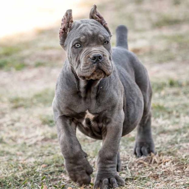 buy-cane-corso-in-nottingham-and-cane-corso-puppies-for-sale-in-UK-England - Best Cane Corso Italiano