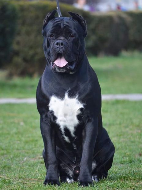 IMG-20190923-WA0015 - Best Cane Corso Italiano