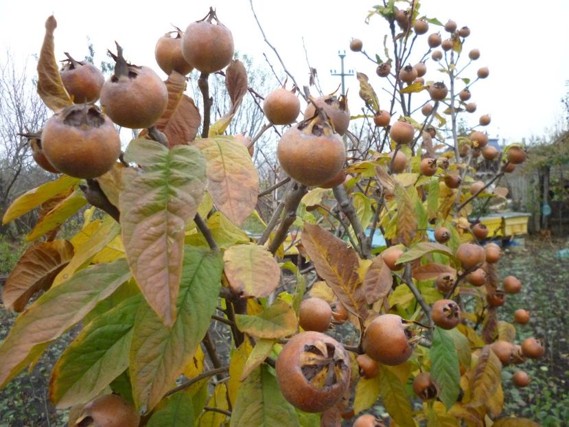 MOSMON - 1A Pomi fructiferi altoiti - toamna - 2023