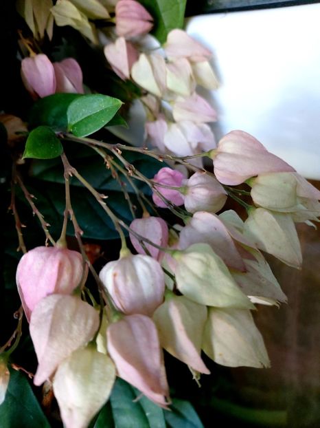  - Clerodendron thomsoniae evolutie 2020