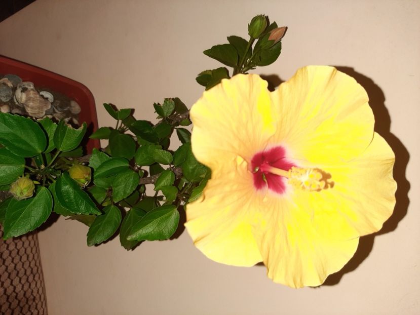  - Florile mele în septembrie 2020