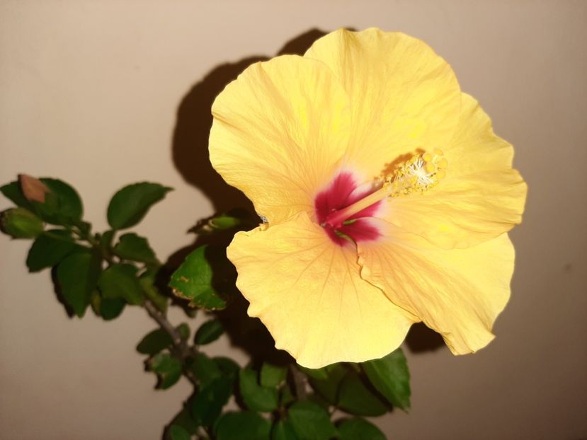  - Florile mele în septembrie 2020