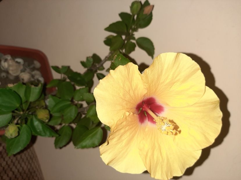  - Florile mele în septembrie 2020