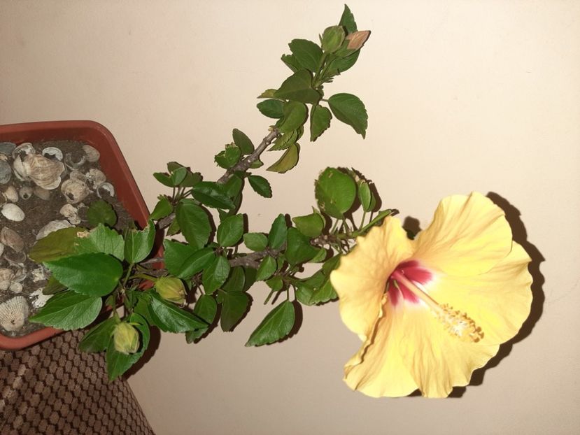  - Florile mele în septembrie 2020