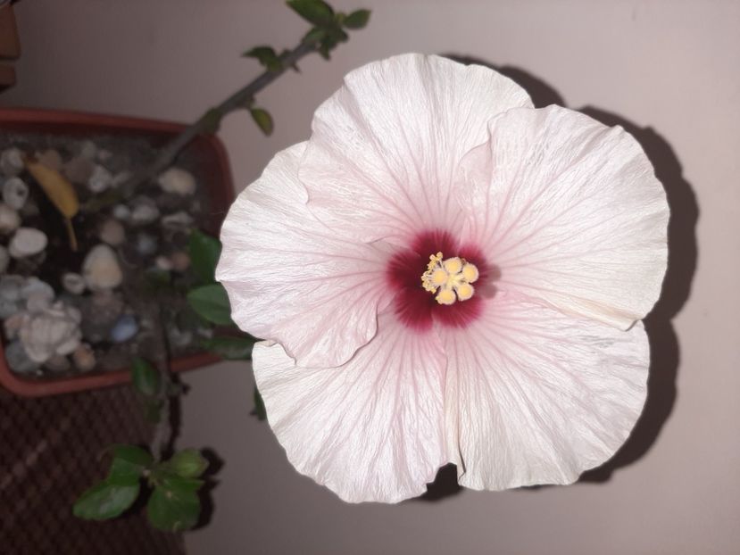  - Florile mele în septembrie 2020