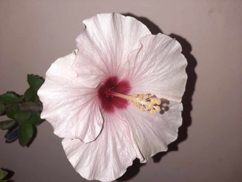  - Florile mele în septembrie 2020