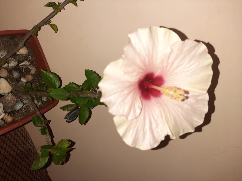  - Florile mele în septembrie 2020