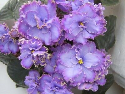 African-Violet-Blue-Dragon-Poză .net - Blue Dragon