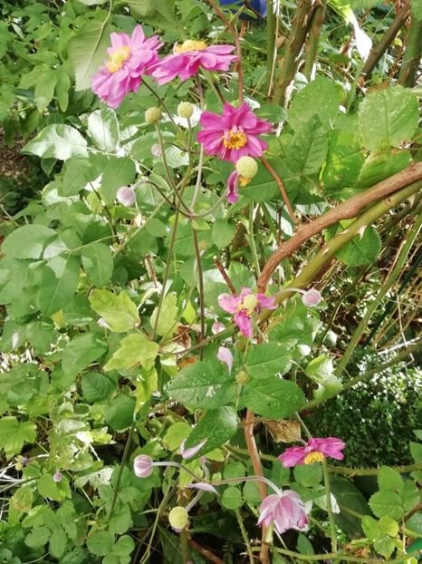  - Grădina 2020 continuare 2