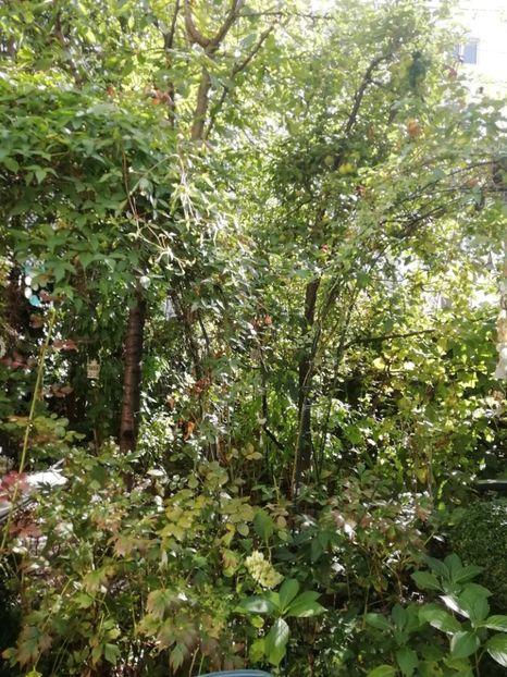  - Grădina 2020 continuare 2