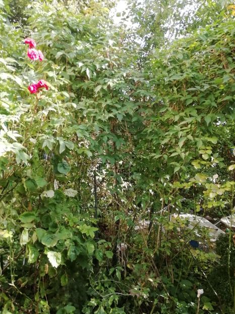  - Grădina 2020 continuare 2