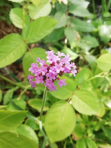  - Grădina 2020 continuare 2