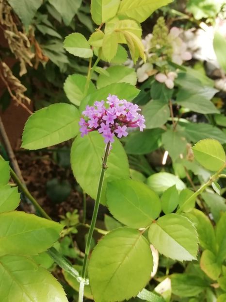  - Grădina 2020 continuare 2