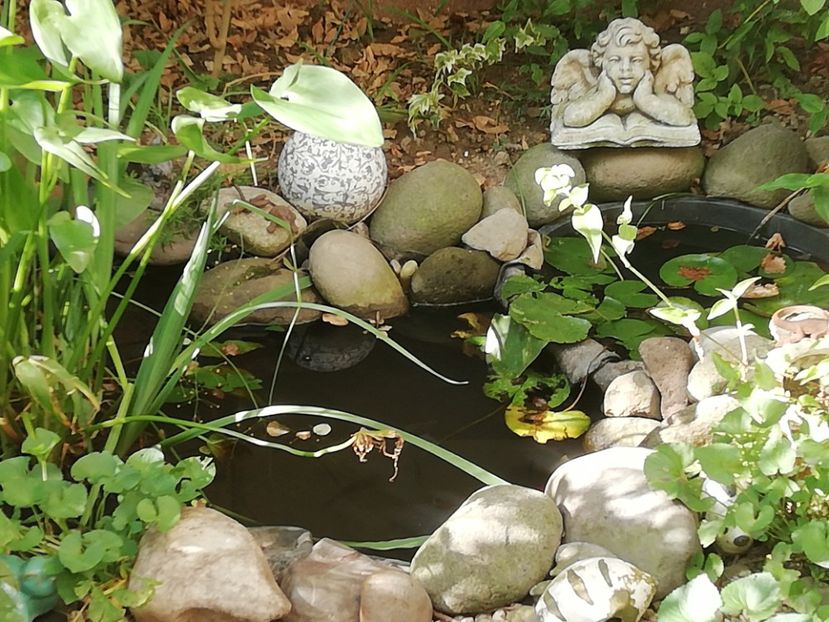  - Grădina 2020 continuare 2