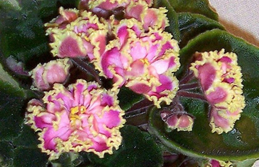 Poză net - Zima Ulybaetsia