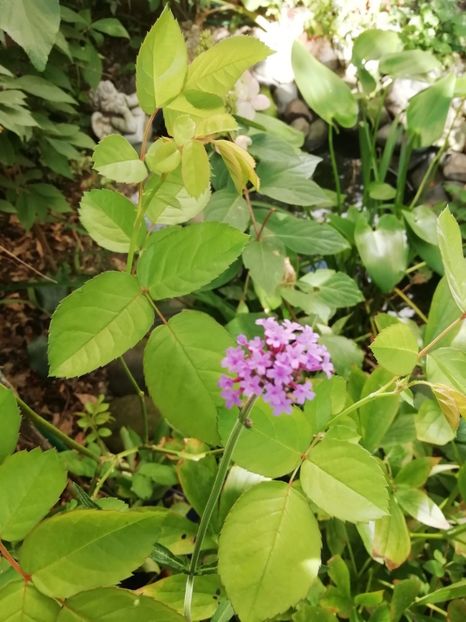  - Grădina 2020 continuare 2