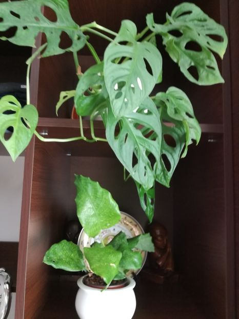  - Philodendron